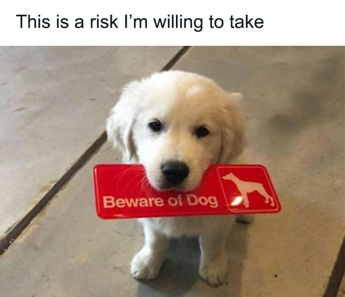 79 Times Dogs Were So Hilariously Adorable That They Got Turned Into Memes