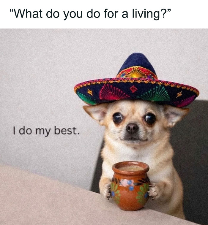 79 Times Dogs Were So Hilariously Adorable That They Got Turned Into Memes
