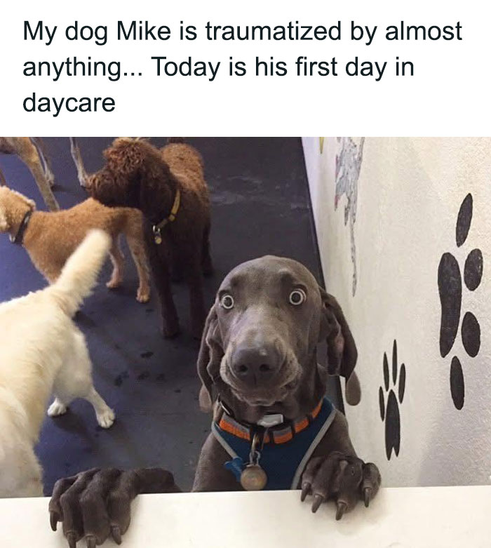 79 Times Dogs Were So Hilariously Adorable That They Got Turned Into Memes