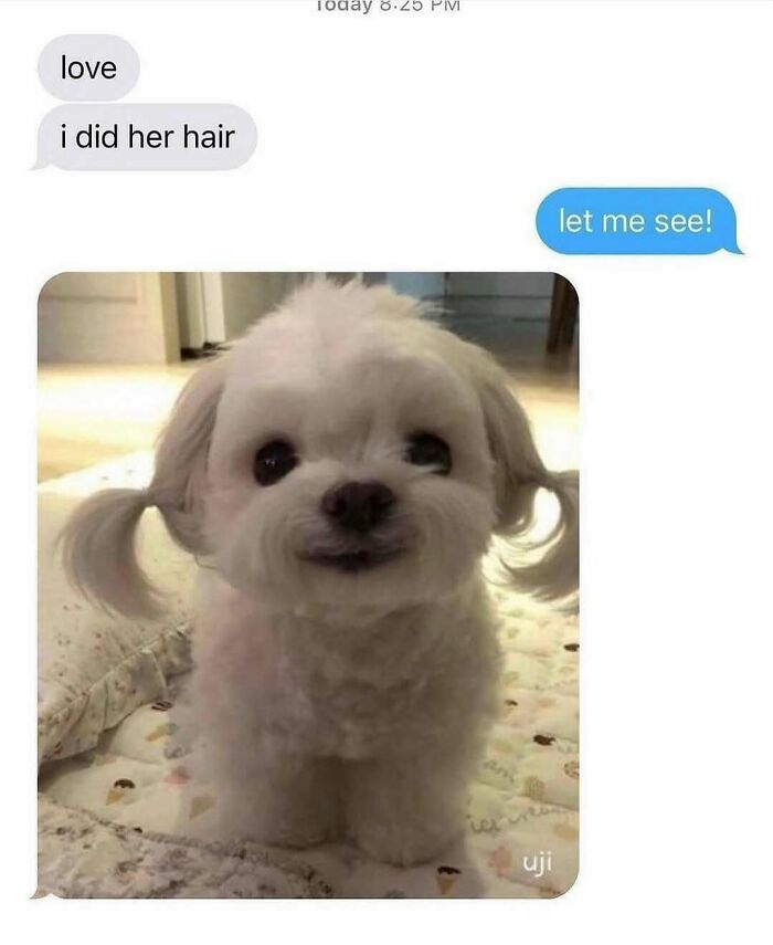 79 Times Dogs Were So Hilariously Adorable That They Got Turned Into Memes