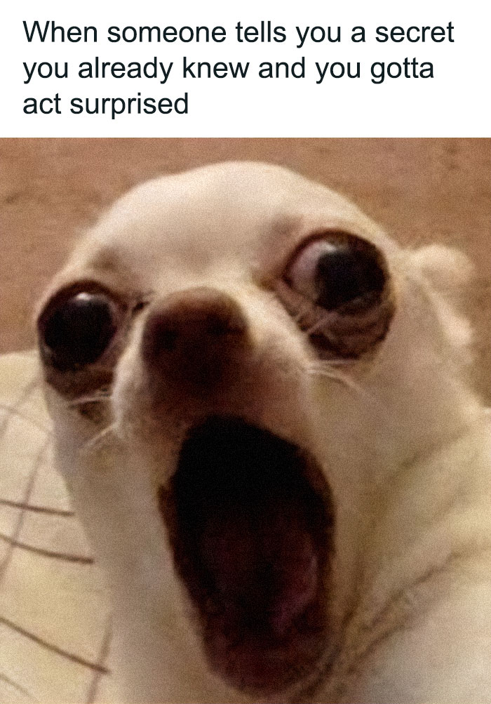 79 Times Dogs Were So Hilariously Adorable That They Got Turned Into Memes