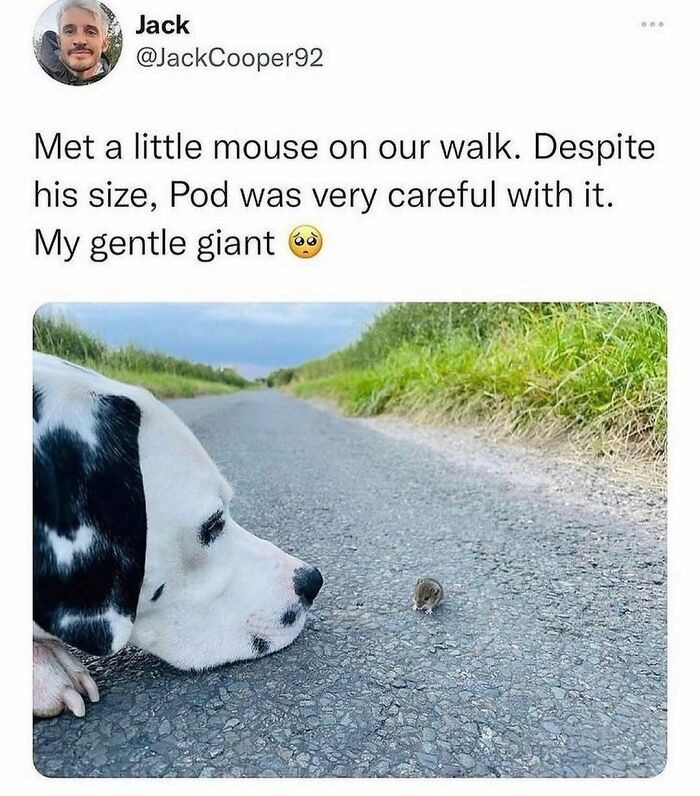 79 Times Dogs Were So Hilariously Adorable That They Got Turned Into Memes