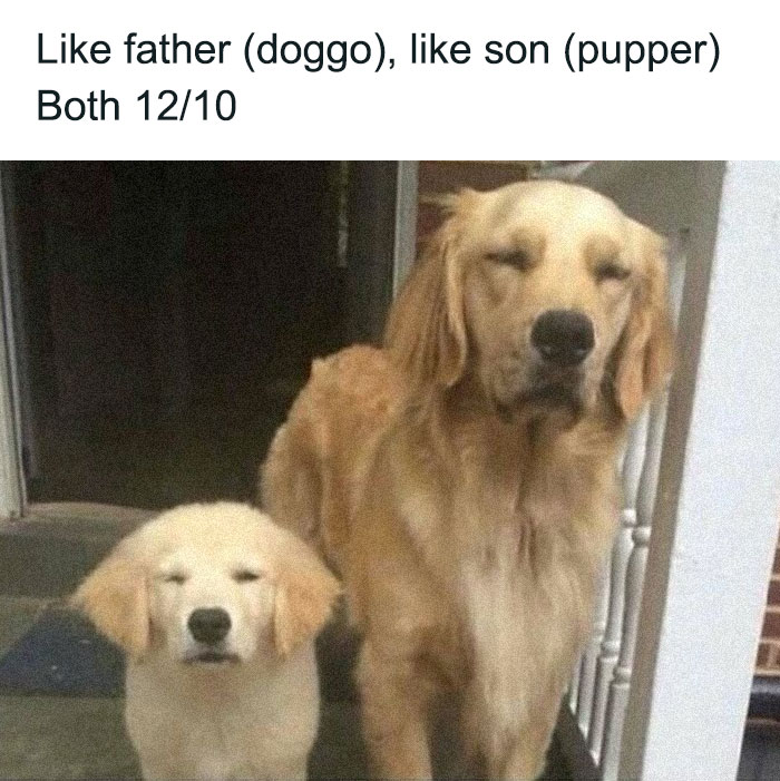79 Times Dogs Were So Hilariously Adorable That They Got Turned Into Memes