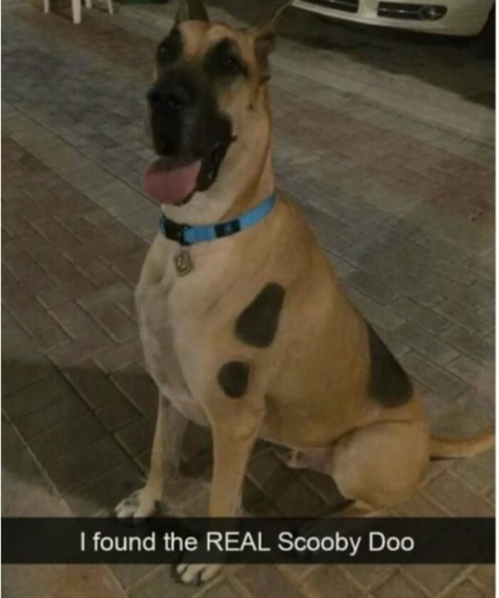 79 Times Dogs Were So Hilariously Adorable That They Got Turned Into Memes