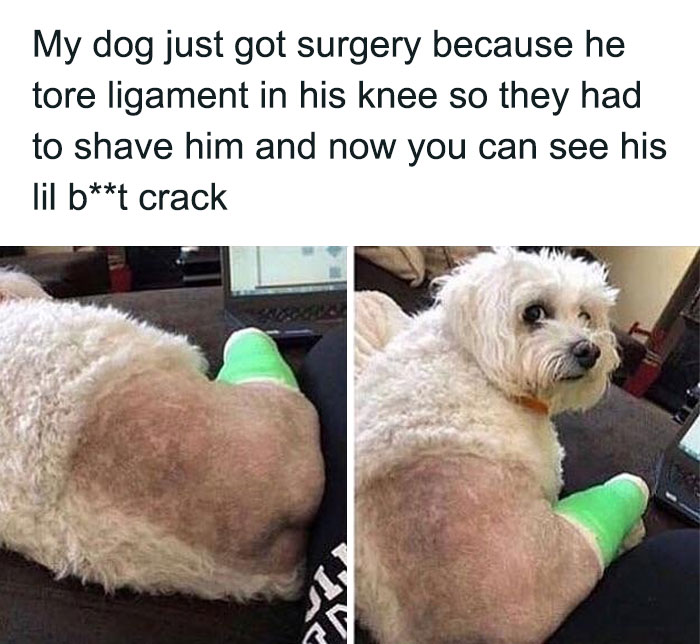 79 Times Dogs Were So Hilariously Adorable That They Got Turned Into Memes