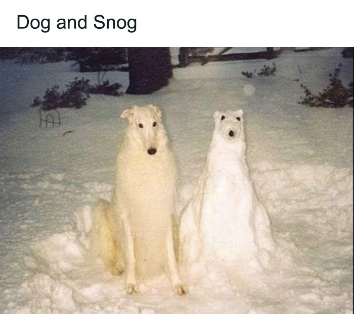 79 Times Dogs Were So Hilariously Adorable That They Got Turned Into Memes