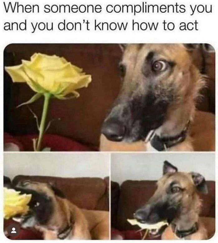 79 Times Dogs Were So Hilariously Adorable That They Got Turned Into Memes