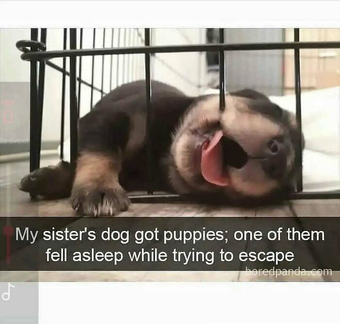 79 Times Dogs Were So Hilariously Adorable That They Got Turned Into Memes