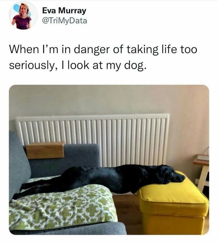 79 Times Dogs Were So Hilariously Adorable That They Got Turned Into Memes