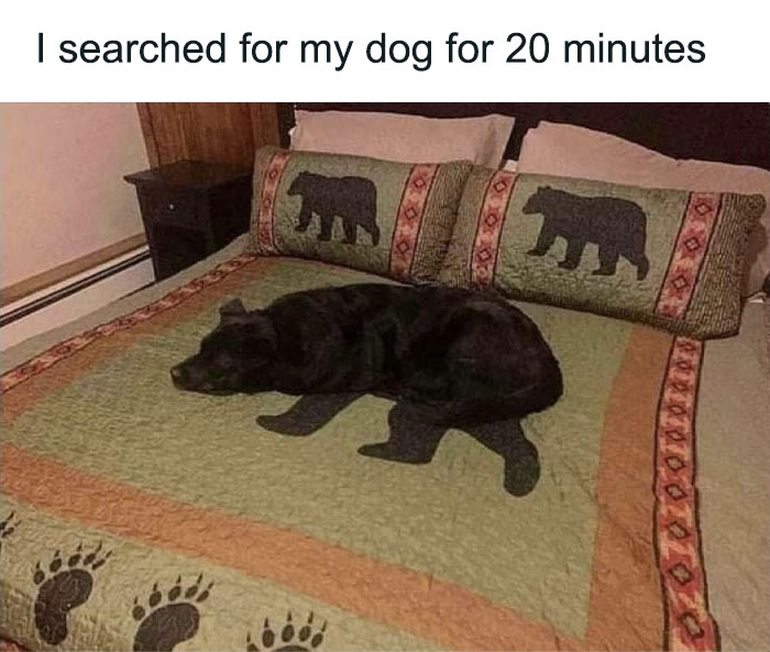 79 Times Dogs Were So Hilariously Adorable That They Got Turned Into Memes