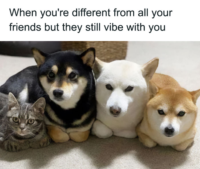 79 Times Dogs Were So Hilariously Adorable That They Got Turned Into Memes