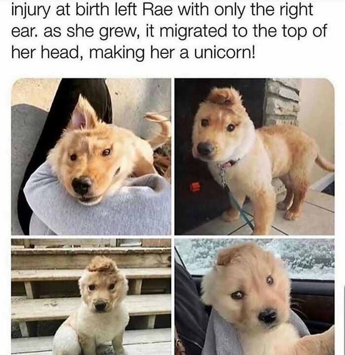 79 Times Dogs Were So Hilariously Adorable That They Got Turned Into Memes