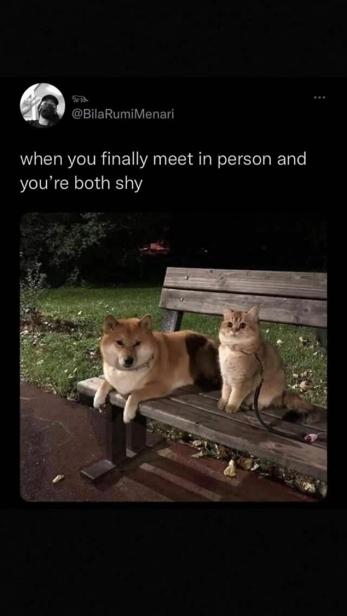 79 Times Dogs Were So Hilariously Adorable That They Got Turned Into Memes