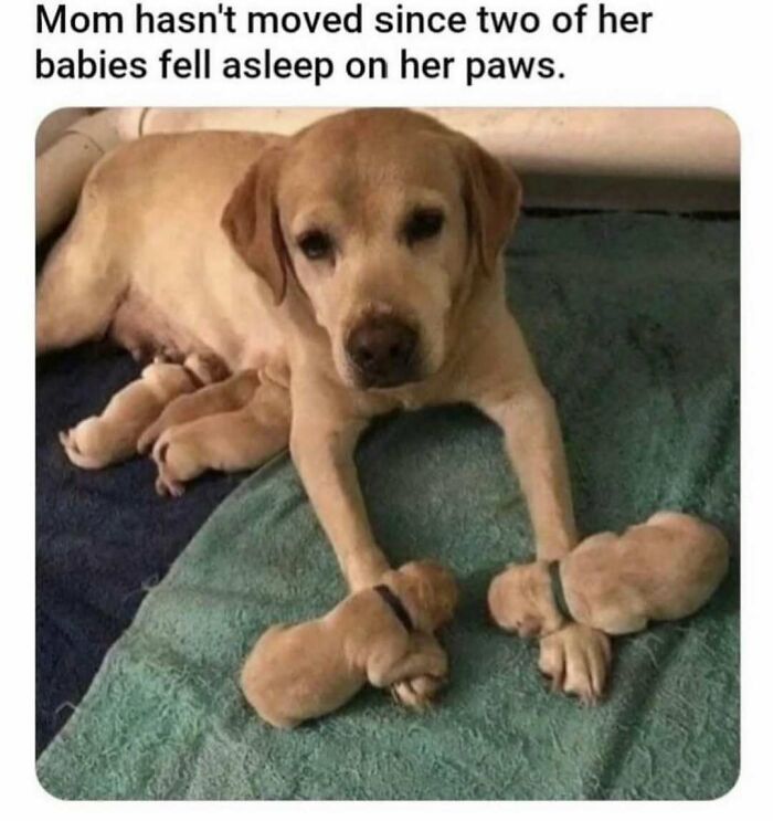 79 Times Dogs Were So Hilariously Adorable That They Got Turned Into Memes