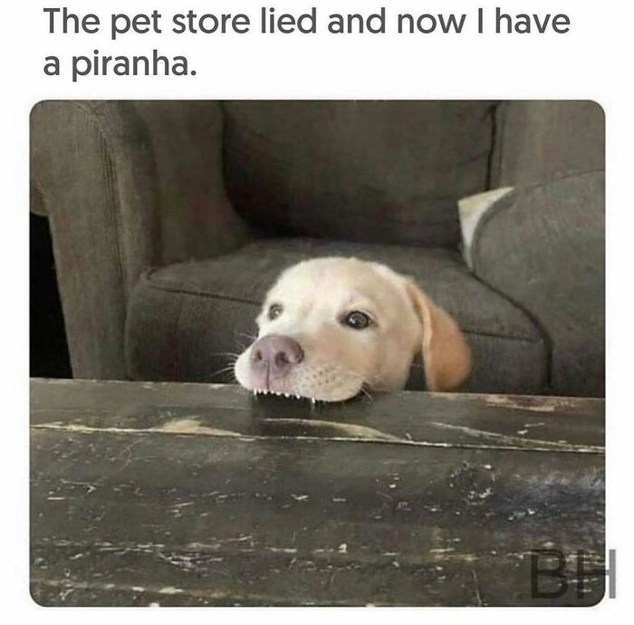 79 Times Dogs Were So Hilariously Adorable That They Got Turned Into Memes