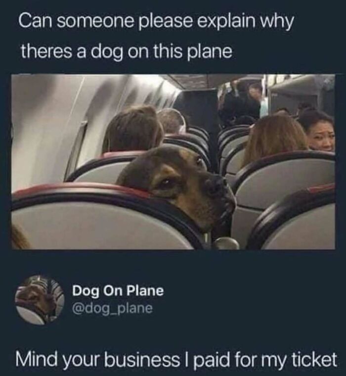 79 Times Dogs Were So Hilariously Adorable That They Got Turned Into Memes