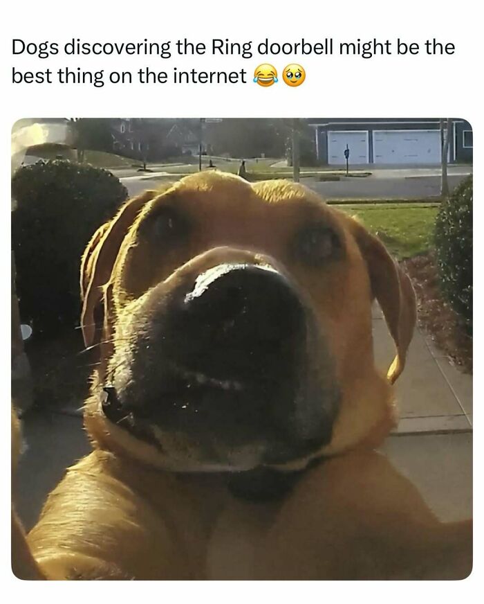 79 Times Dogs Were So Hilariously Adorable That They Got Turned Into Memes