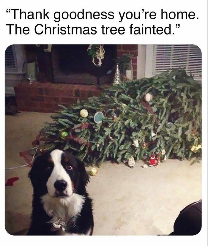 79 Times Dogs Were So Hilariously Adorable That They Got Turned Into Memes