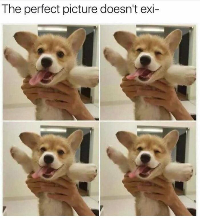 79 Times Dogs Were So Hilariously Adorable That They Got Turned Into Memes