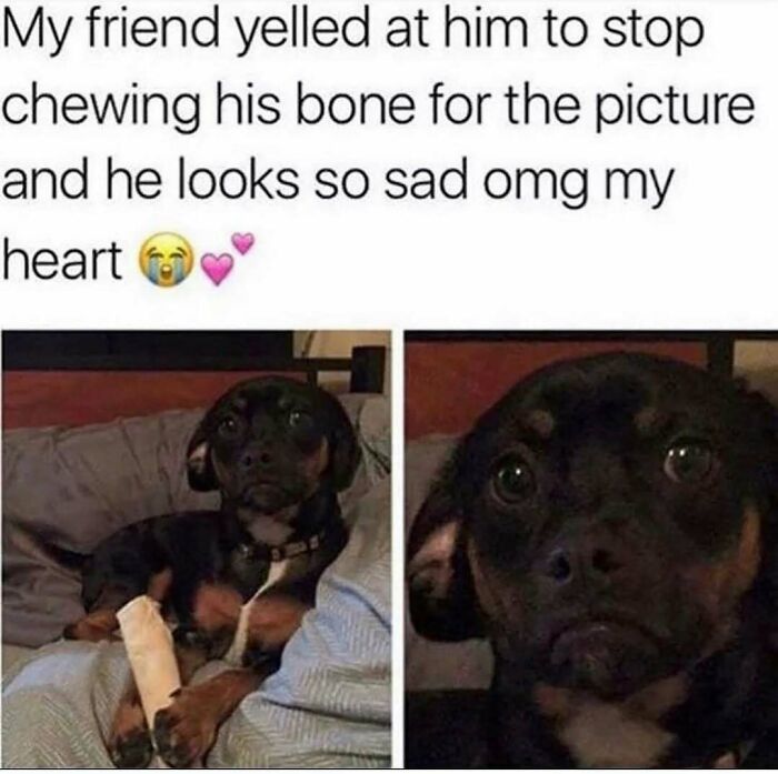 79 Times Dogs Were So Hilariously Adorable That They Got Turned Into Memes