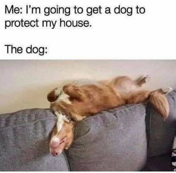 79 Times Dogs Were So Hilariously Adorable That They Got Turned Into Memes