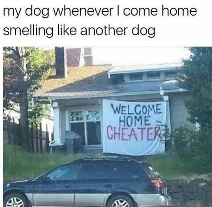 79 Times Dogs Were So Hilariously Adorable That They Got Turned Into Memes