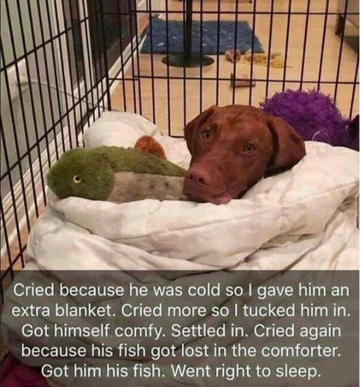 79 Times Dogs Were So Hilariously Adorable That They Got Turned Into Memes