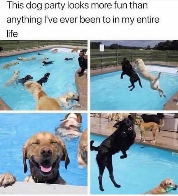 79 Times Dogs Were So Hilariously Adorable That They Got Turned Into Memes