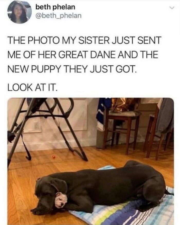 79 Times Dogs Were So Hilariously Adorable That They Got Turned Into Memes