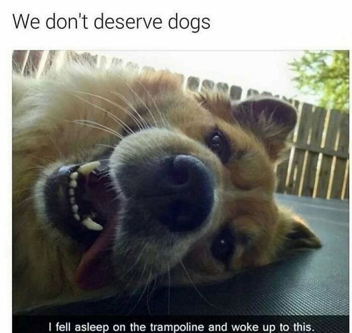 79 Times Dogs Were So Hilariously Adorable That They Got Turned Into Memes