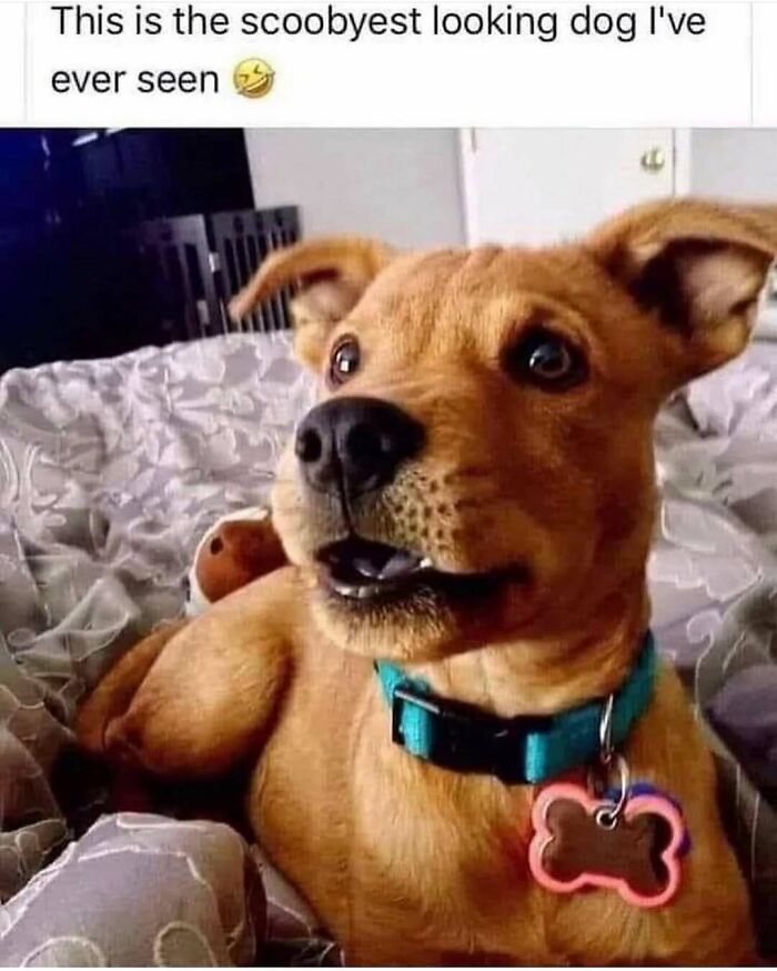 79 Times Dogs Were So Hilariously Adorable That They Got Turned Into Memes
