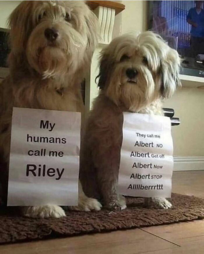 79 Times Dogs Were So Hilariously Adorable That They Got Turned Into Memes