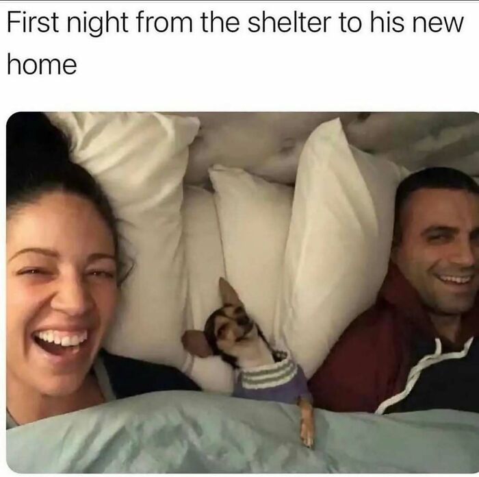 79 Times Dogs Were So Hilariously Adorable That They Got Turned Into Memes