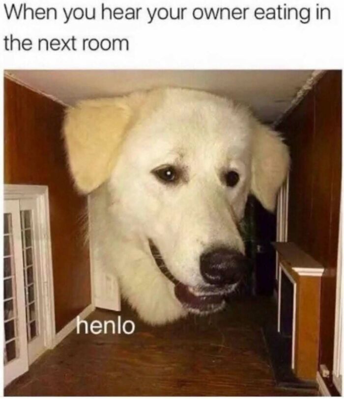 79 Times Dogs Were So Hilariously Adorable That They Got Turned Into Memes