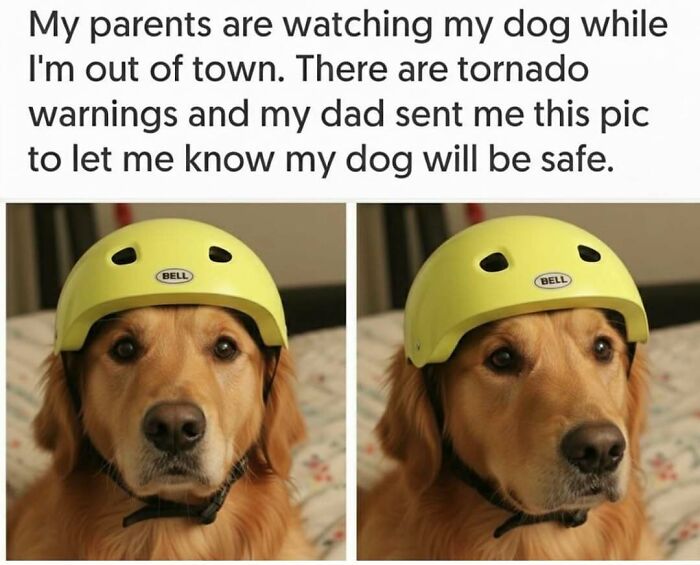 79 Times Dogs Were So Hilariously Adorable That They Got Turned Into Memes