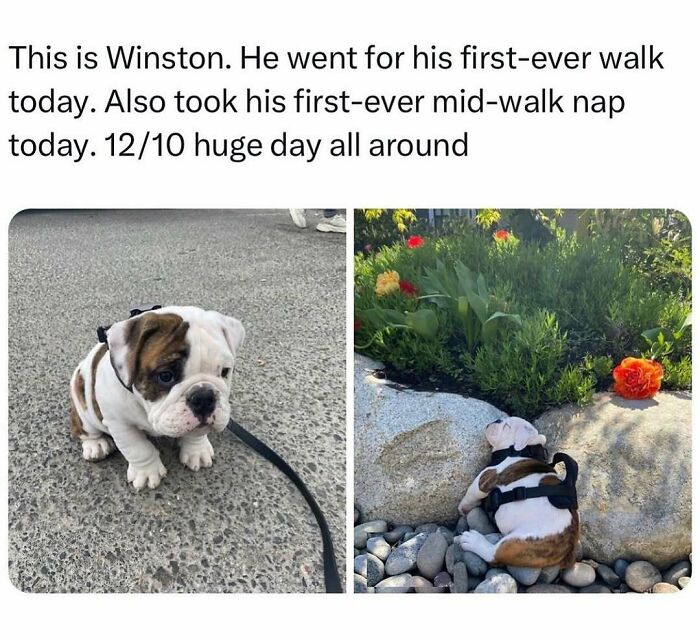 79 Times Dogs Were So Hilariously Adorable That They Got Turned Into Memes