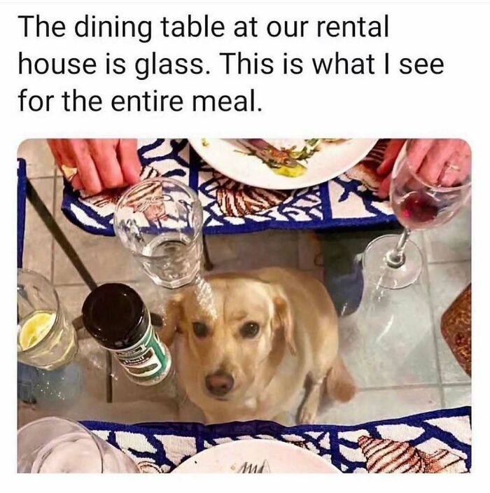 79 Times Dogs Were So Hilariously Adorable That They Got Turned Into Memes