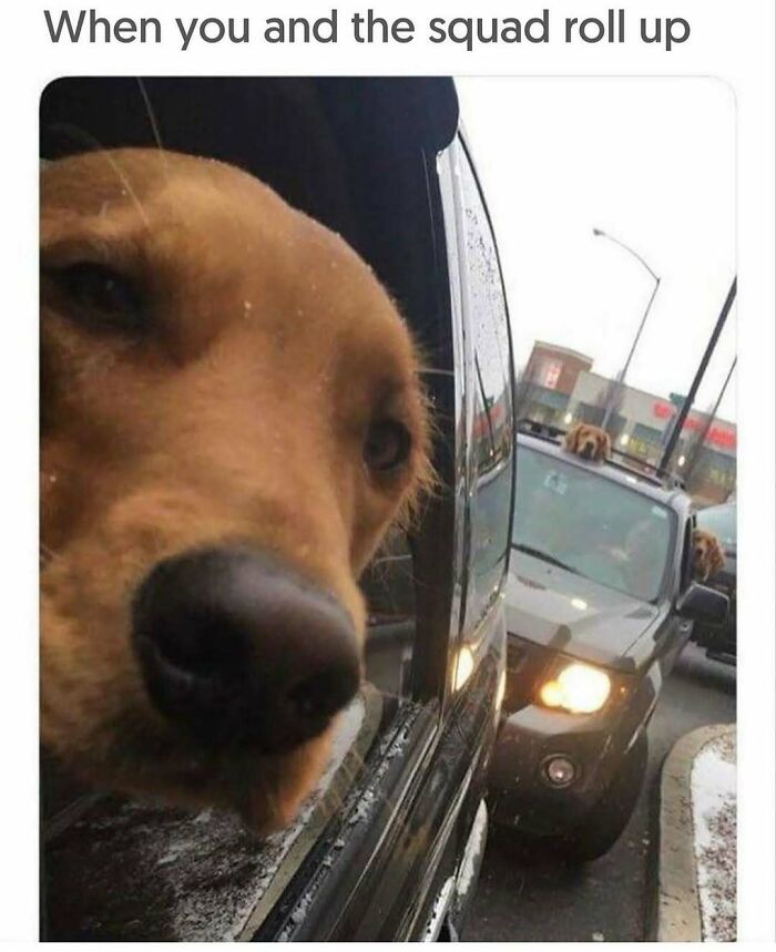 79 Times Dogs Were So Hilariously Adorable That They Got Turned Into Memes