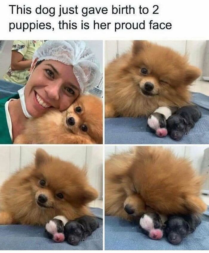79 Times Dogs Were So Hilariously Adorable That They Got Turned Into Memes