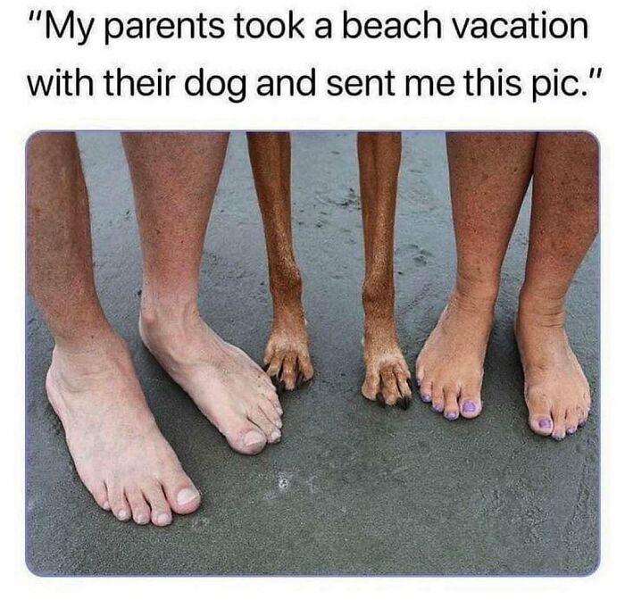 79 Times Dogs Were So Hilariously Adorable That They Got Turned Into Memes