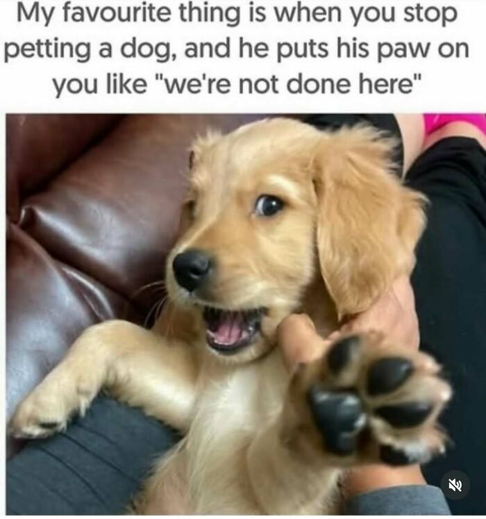 79 Times Dogs Were So Hilariously Adorable That They Got Turned Into Memes
