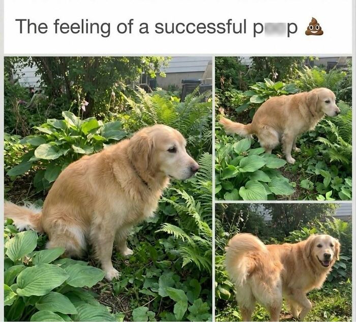79 Times Dogs Were So Hilariously Adorable That They Got Turned Into Memes