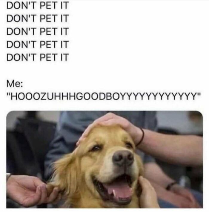 79 Times Dogs Were So Hilariously Adorable That They Got Turned Into Memes
