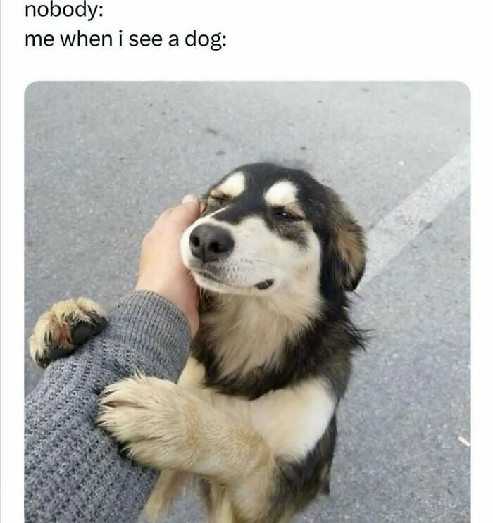 79 Times Dogs Were So Hilariously Adorable That They Got Turned Into Memes