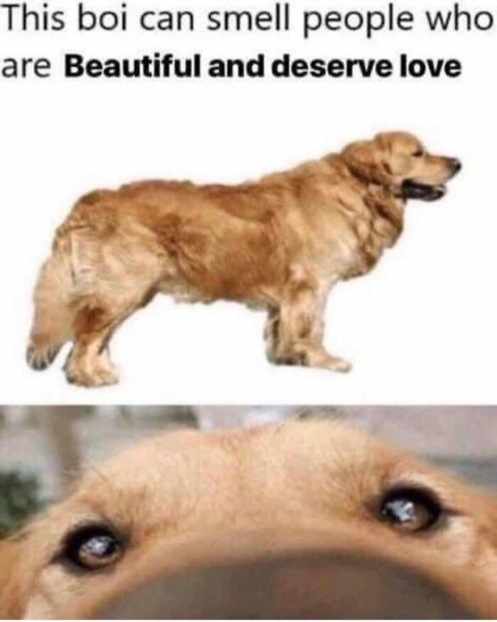 79 Times Dogs Were So Hilariously Adorable That They Got Turned Into Memes