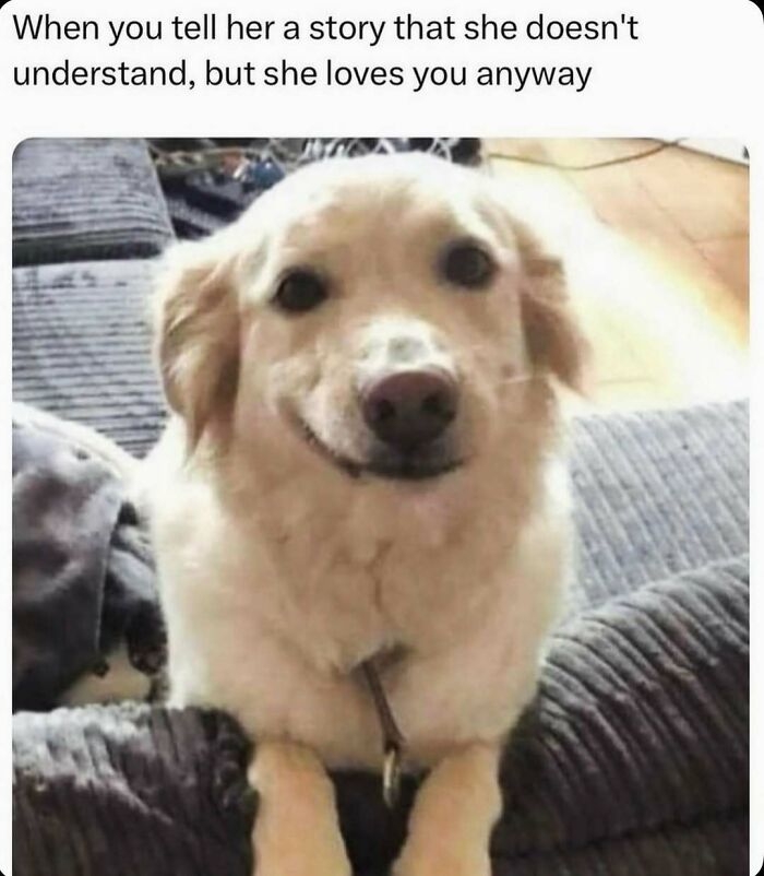 79 Times Dogs Were So Hilariously Adorable That They Got Turned Into Memes