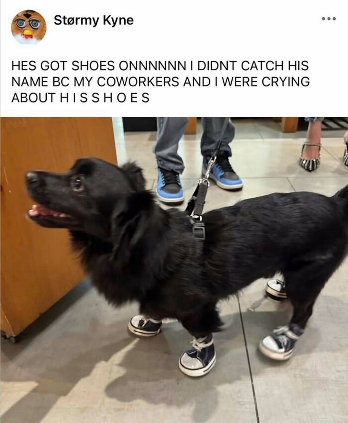 79 Times Dogs Were So Hilariously Adorable That They Got Turned Into Memes