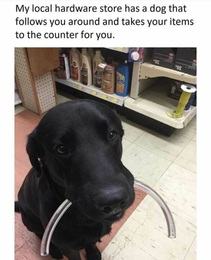 79 Times Dogs Were So Hilariously Adorable That They Got Turned Into Memes