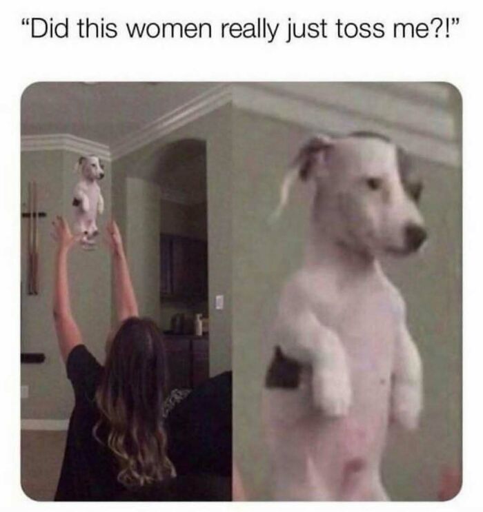 79 Times Dogs Were So Hilariously Adorable That They Got Turned Into Memes