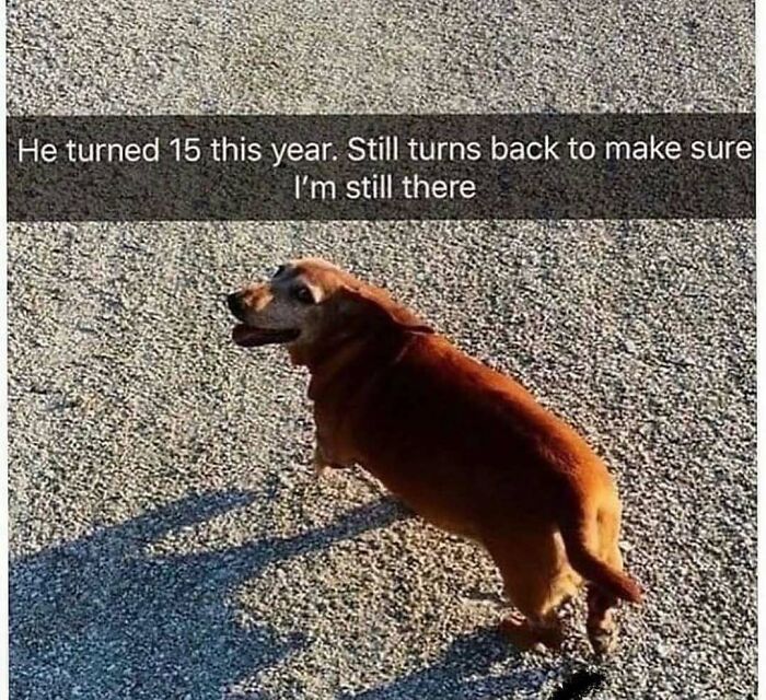 79 Times Dogs Were So Hilariously Adorable That They Got Turned Into Memes